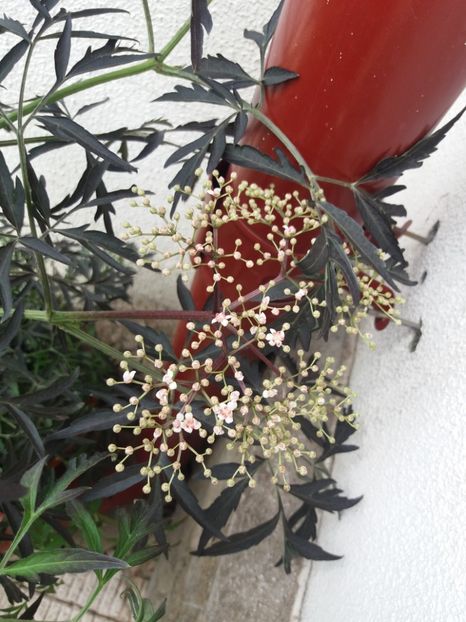  - 2018 plantele mele