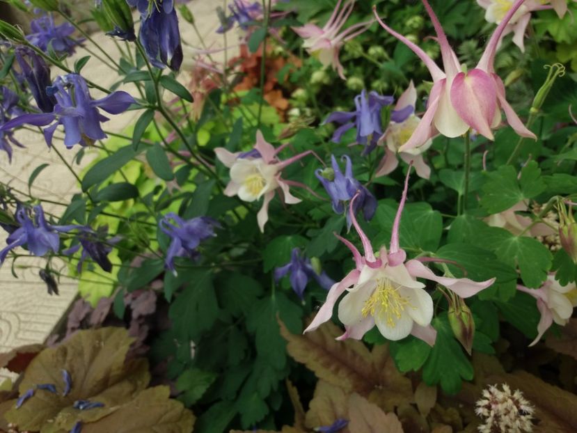  - 2018 plantele mele