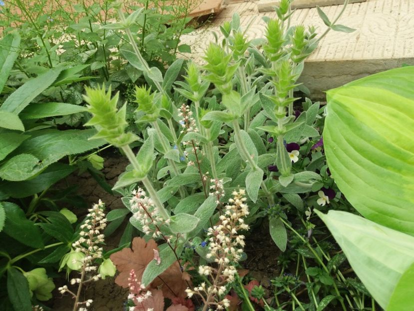 sideritis scardica(mursalski chai) - 2018 plantele mele