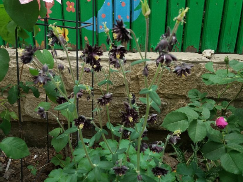  - 2018 plantele mele