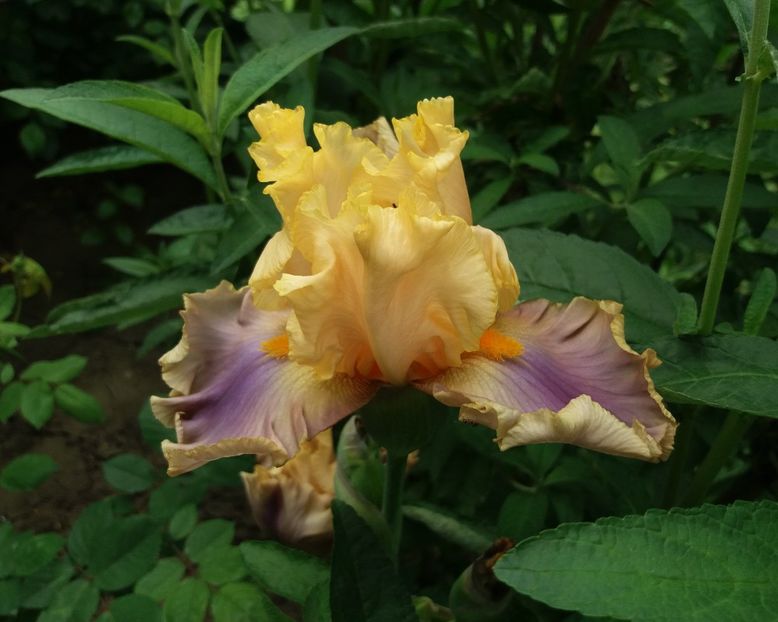 ChinnookArch, prima floare, plantat2015 - 2018 irisi