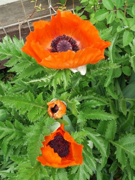  - 2018 plantele mele