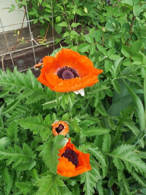  - 2018 plantele mele