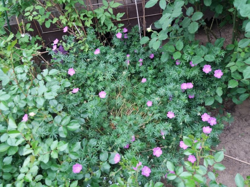  - 2018 plantele mele