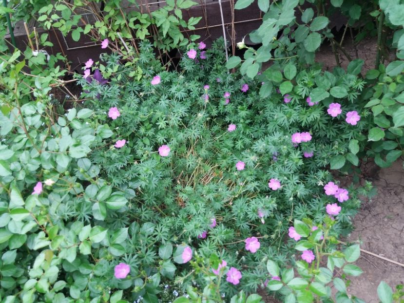  - 2018 plantele mele