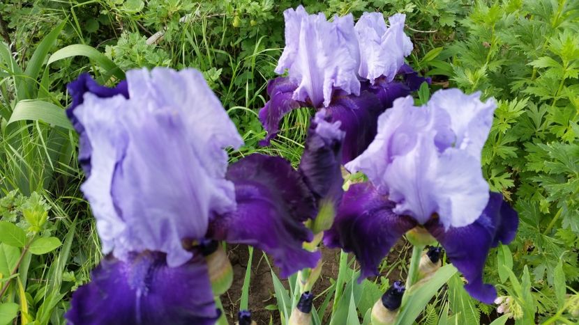 Bluebird wine-8lei - Irisi disponibili