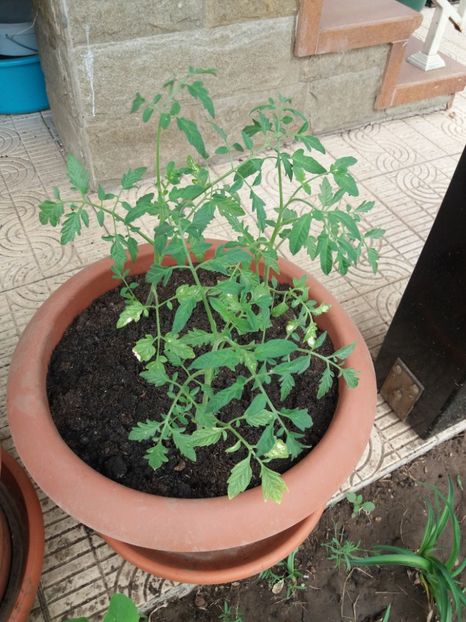  - 2018 plantele mele