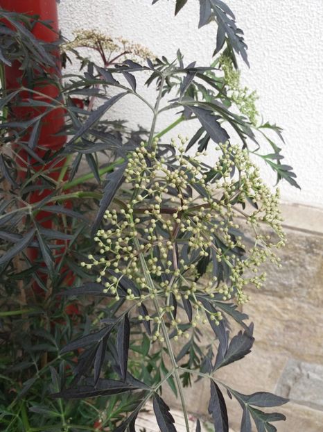 Sambucus nigra Black Lace - 2018 plantele mele