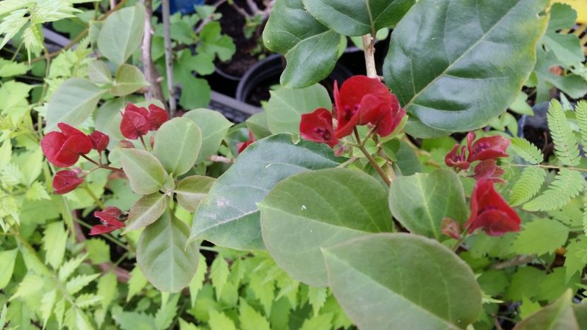 Bouga rosie - Flori apartament