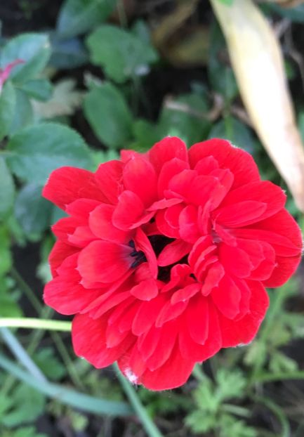 34D9723B-A4C3-436C-965C-12582ED7FACE - Anemone