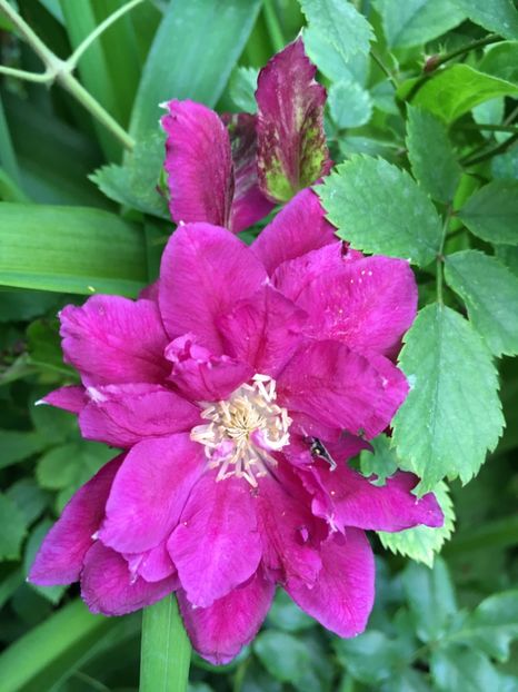 0B443D14-FE4E-45F3-8794-F51FCF00856F - Clematite 2018