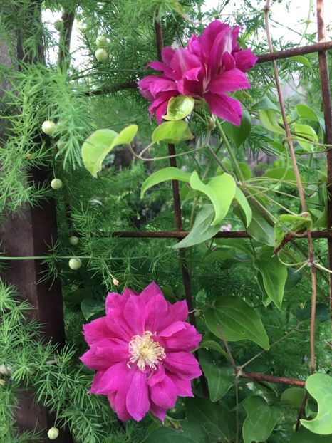 B78EAB05-3005-4A1A-9F0C-CE7CD49D7601 - Clematite 2018