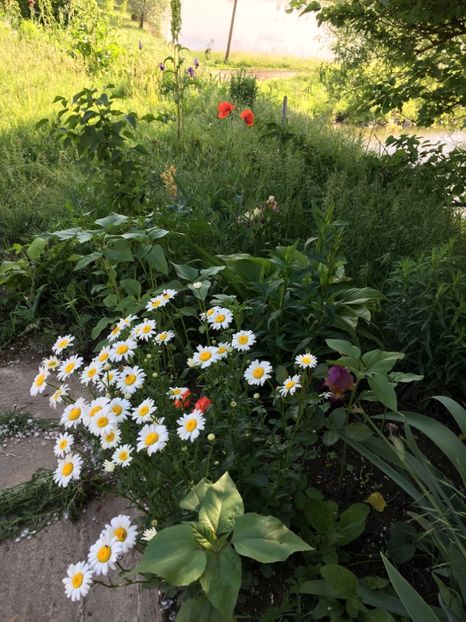 FFE06298-EAA0-4CAA-AFBF-956985A7C14E - Flori la balta 2018