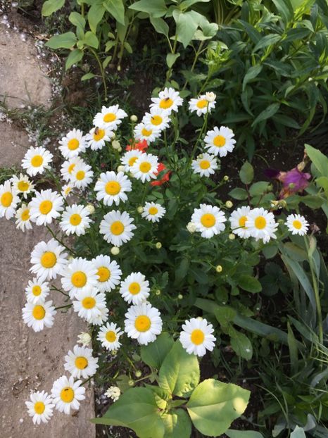 FC6CEDC7-963D-4382-9685-06D4A8FB3E0C - Flori la balta 2018