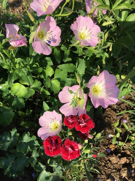 AE76416A-1E9C-423B-83DA-5A810503A952 - Flori la balta 2018