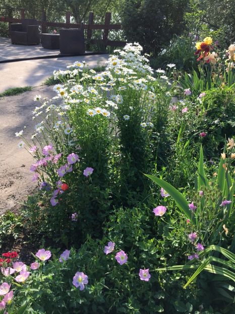 B17833D3-E000-4C60-ABF1-AA9D997986F8 - Flori la balta 2018