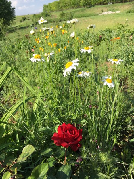 A32B16F6-DFBB-47AB-AE6E-CE4D78293D72 - Flori la balta 2018