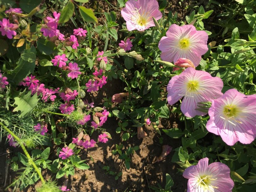 6F7D63A0-1750-4AD5-A31E-87E96E7CBF22 - Flori la balta 2018