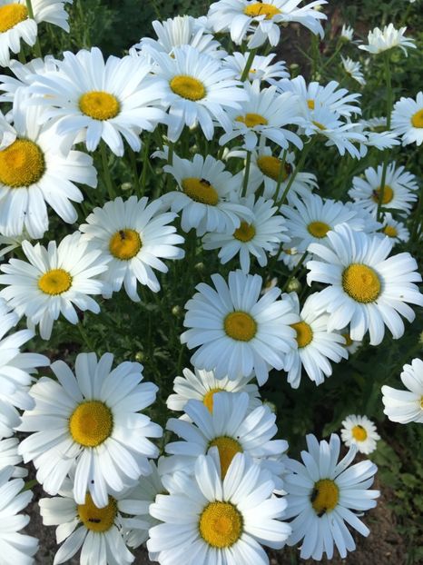 05CFF853-8D4B-44B7-AD66-CD83AF284296 - Flori la balta 2018