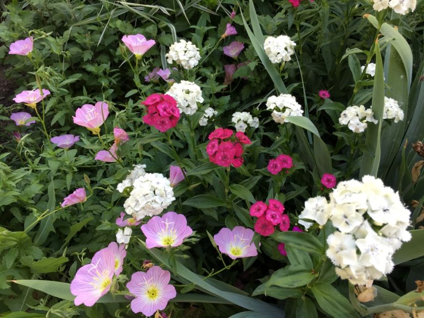 AED9EF09-984C-43E2-B368-47646FA287EE - Flori la balta 2018