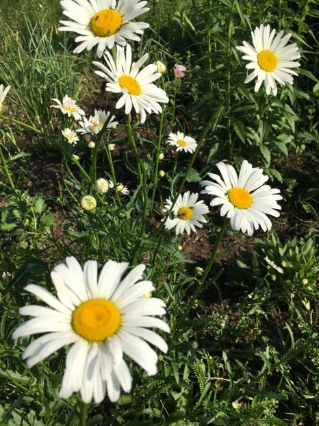 CFBF8CAF-27FC-43EE-A425-692AA3012F25 - Flori la balta 2018