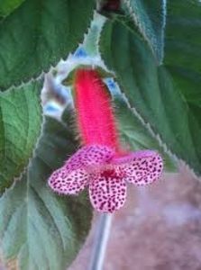 Floare kohleria Peridot Spot.n Dot - poza preluata de pe net - 00 - provizoriu