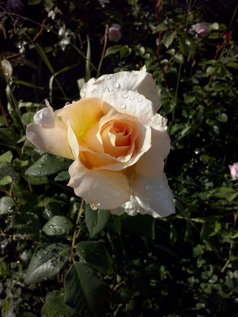 CAM00806 - Trandafiri 2018 - II