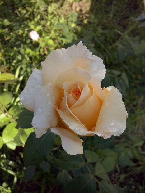 CAM00809 - Trandafiri 2018 - II