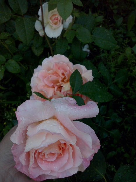 CAM00832 - Trandafiri 2018 - II