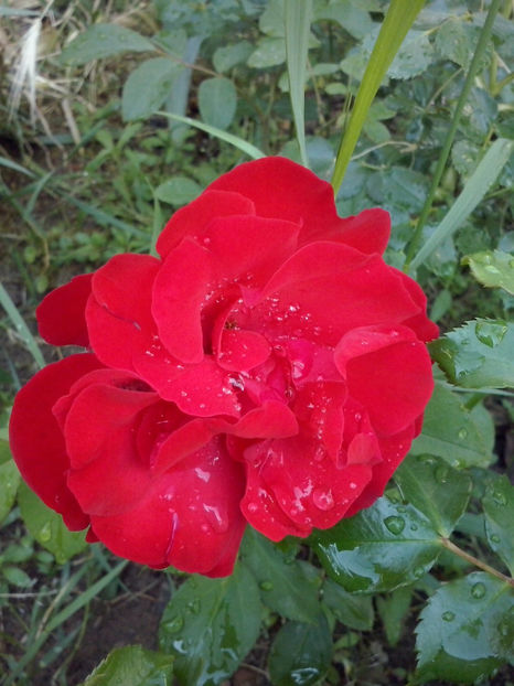 CAM00838 - Trandafiri 2018 - II