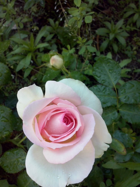 CAM00848 - Trandafiri 2018 - II