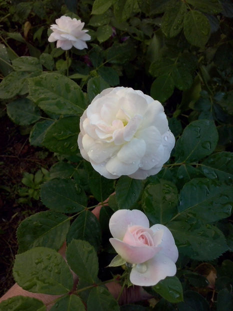 CAM00851 - Trandafiri 2018 - II