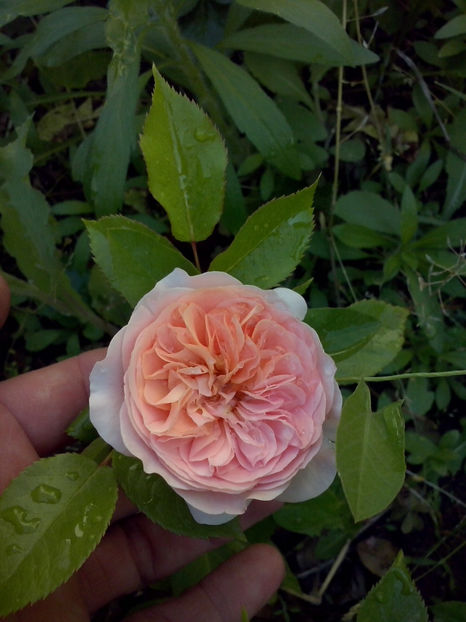 CAM00858 - Trandafiri 2018 - II