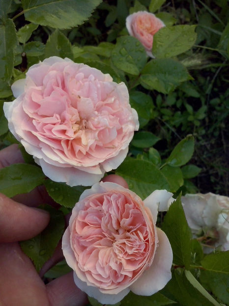 CAM00859 - Trandafiri 2018 - II