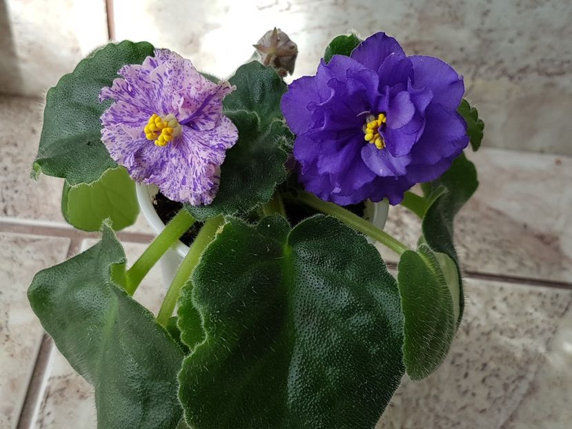 LE Pisanka 3-O planta cu doua flori diferite - LE Pisanka