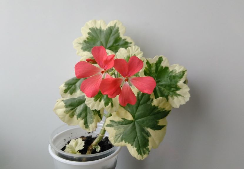  - Muscate 2017 - 2018