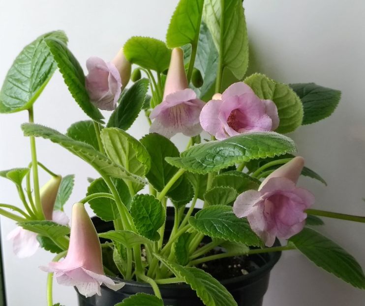 Flori Sinningia Amanda.s PP Purpoise - 1 - Disponibile plante de vanzare 2021