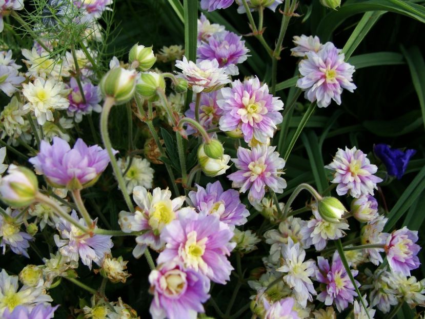 Geranium Summer Skies - Mai 2018 - 2
