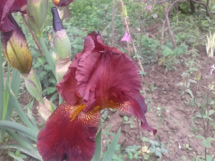 ? roscat - irisi comuni