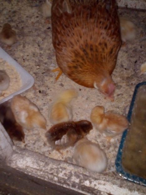  - Cloșca găină americană 2018