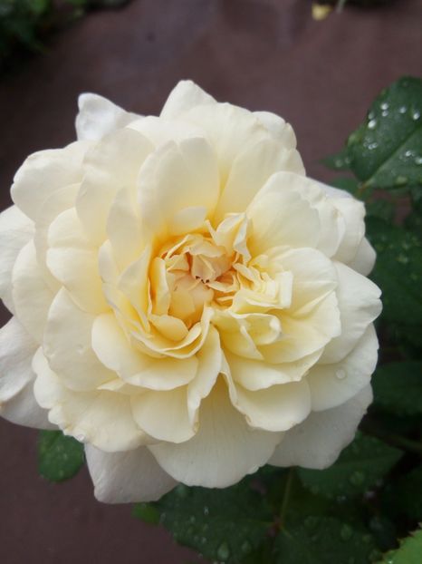  - White Gruss an Aachen-