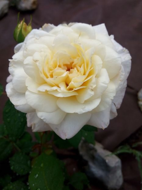  - White Gruss an Aachen-