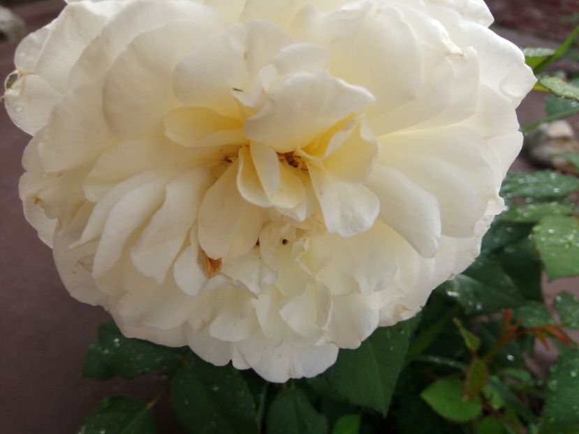  - White Gruss an Aachen-