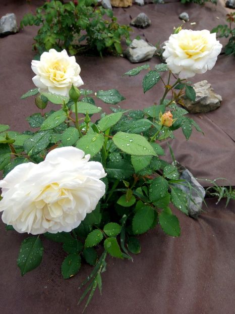  - White Gruss an Aachen-