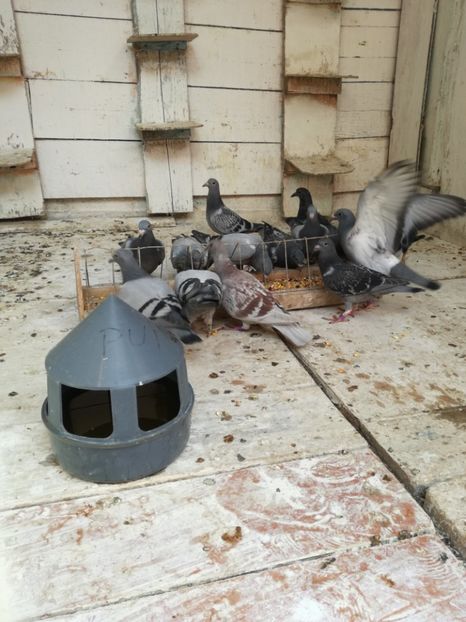 12 mai - 2018-Prima serie de pui