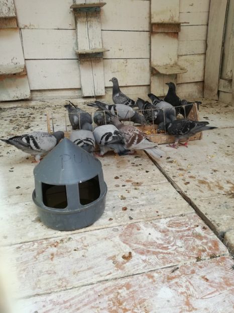  - 2018-Prima serie de pui