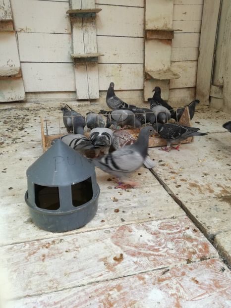  - 2018-Prima serie de pui