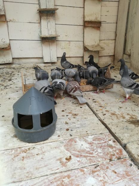  - 2018-Prima serie de pui