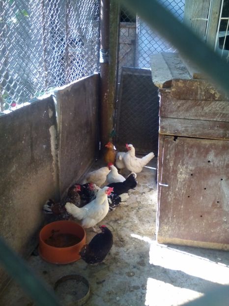  - gaini pitice - iopan