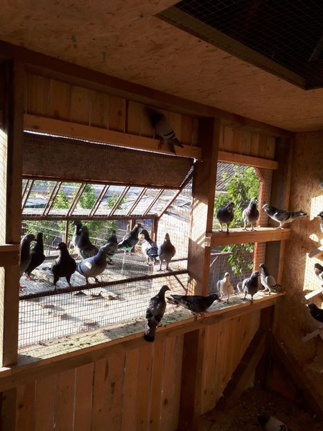 IMG-20180506-WA0008 - Crescatorie nouă 2018